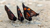 Crazed <i> Actinote </i> sipping dog piss on Via Nambija, at about 1700m elevation. There are hundreds of them. They are so focused on that, that one can erasily pick them up one by one, pushing the neighbors aside. None will even fly off! 